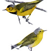 Bachman's Warbler